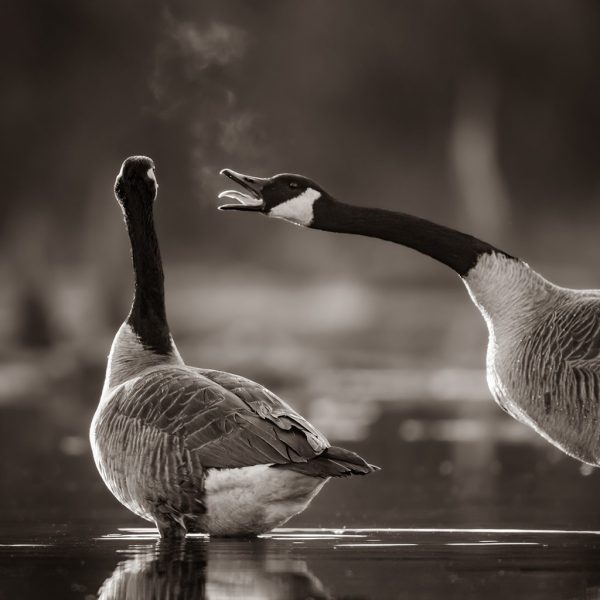 Winter Waterfowl Assignment Winner Christopher Baker