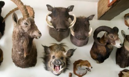 Woman Finds Hundreds of Animals in Late Husband’s Secret Taxidermy Collection, Auctions It for $14,000