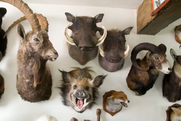 Woman Finds Hundreds of Animals in Late Husband’s Secret Taxidermy Collection, Auctions It for $14,000