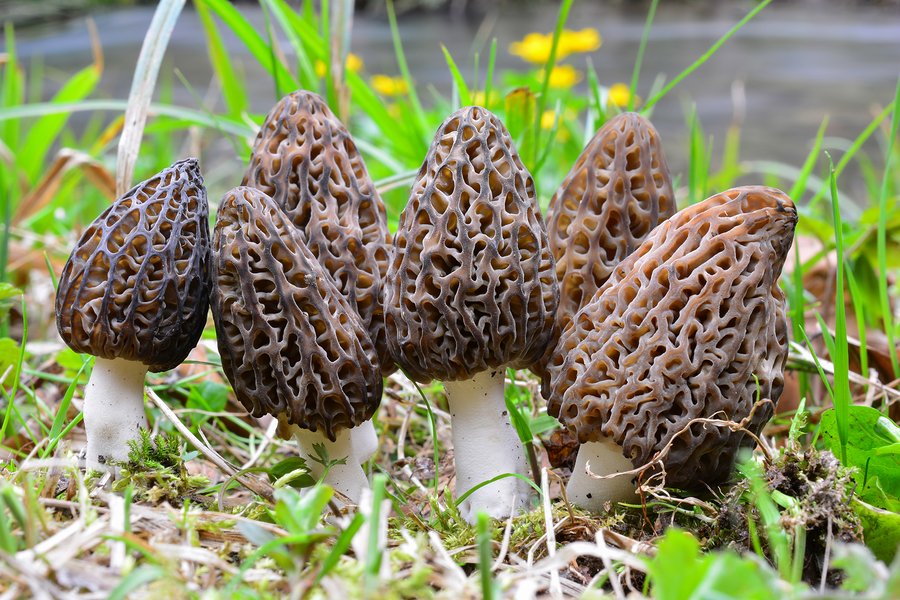 Where To Find Morel Mushrooms