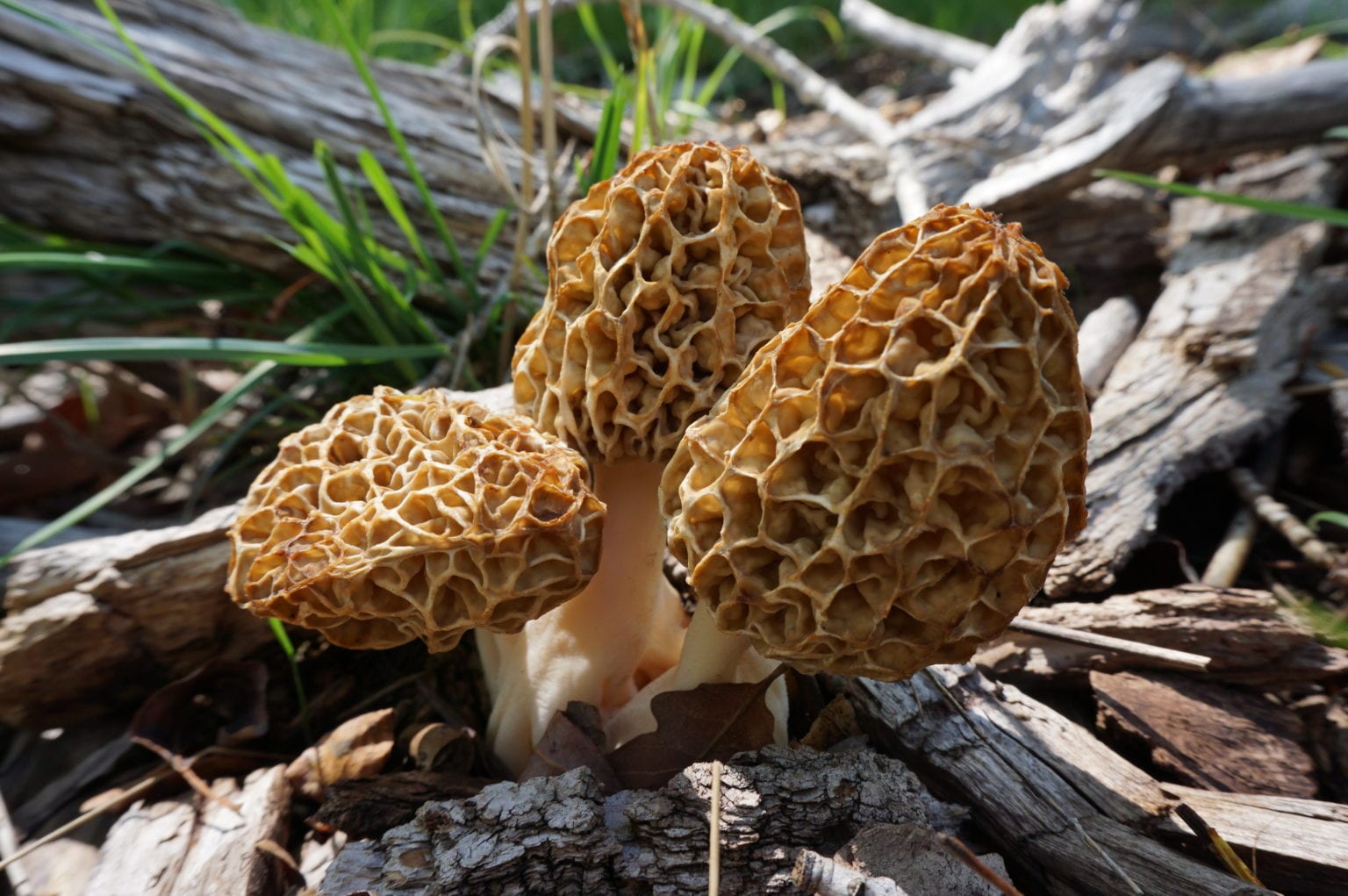 10 Best Places to Find Morel Mushrooms Outdoor Enthusiast Lifestyle