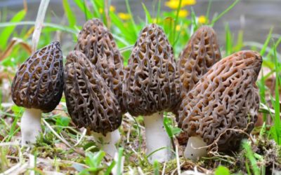 10 Best Places to Find Morel Mushrooms