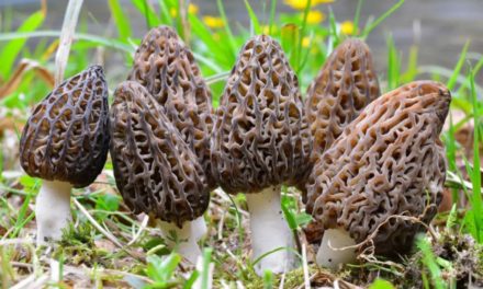 10 Best Places to Find Morel Mushrooms