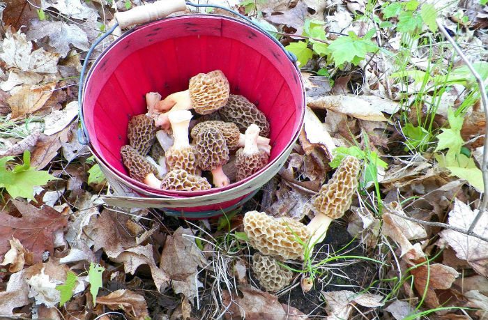 morel mushrooms