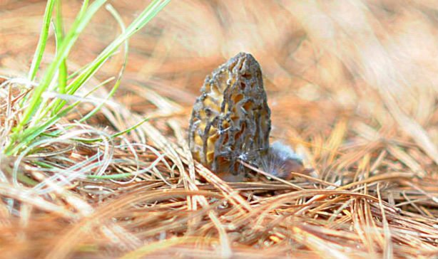 morel mushrooms