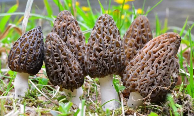 10 Best Places to Find Morel Mushrooms