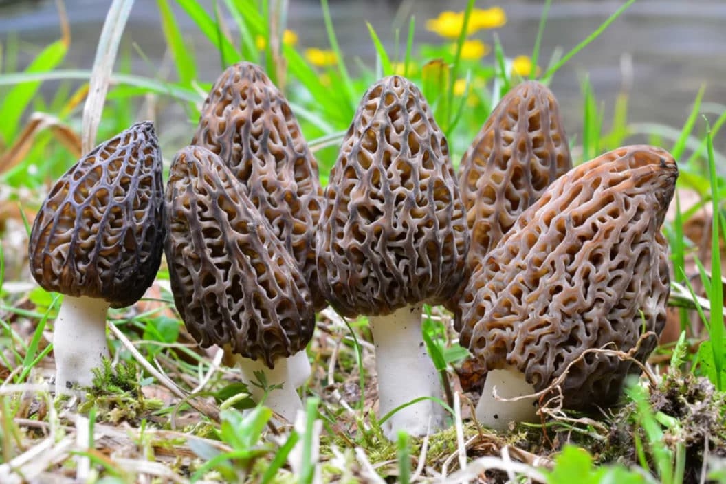 Morel Mushrooms