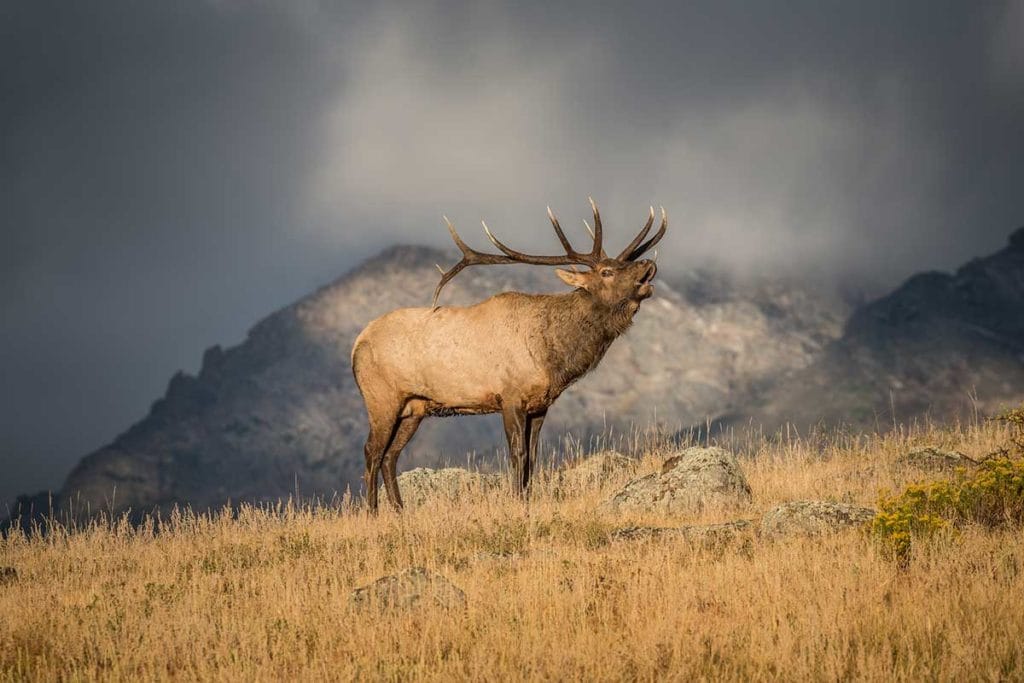 Facts About Elk