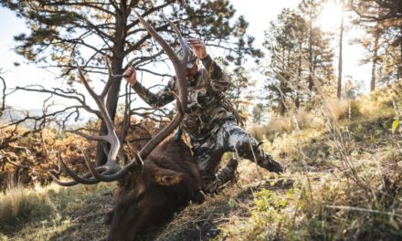 4 States With the Best Public Land Hunting