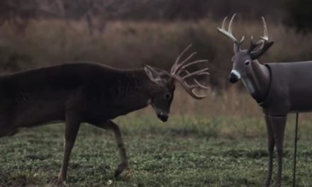 7 Best Full Body Deer Decoys That Pull Big Bucks to Your Stand