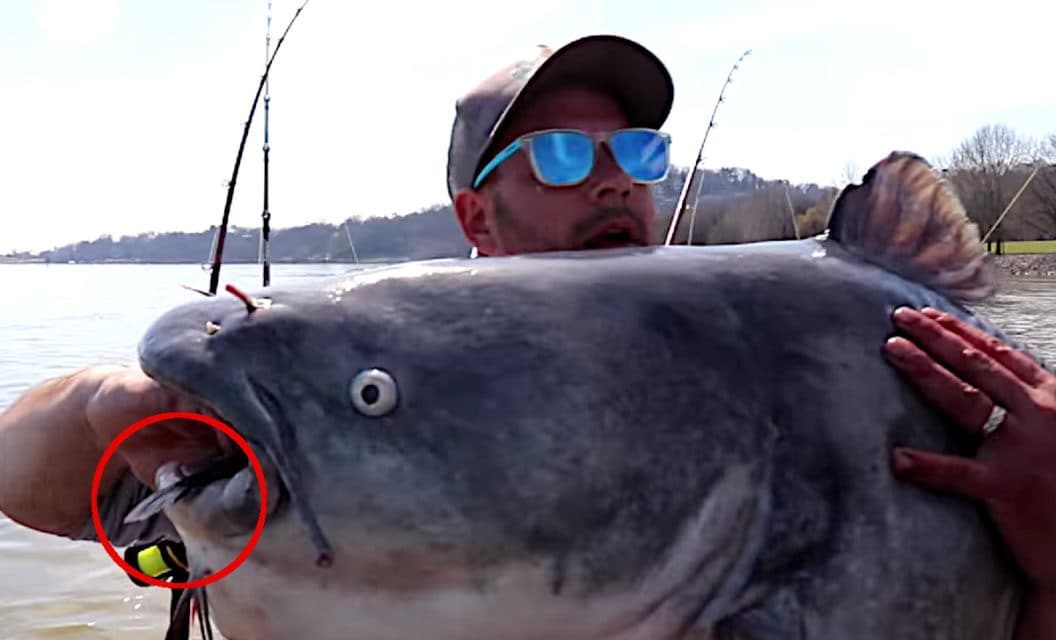Angler Catches 80-Pound Blue Catfish That Cannibalized Another Catfish