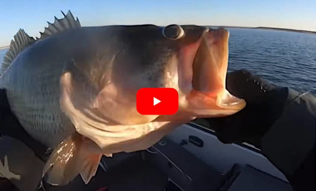 Angler Catches Lunker 14-Pound Bass in Freezing Cold Conditions