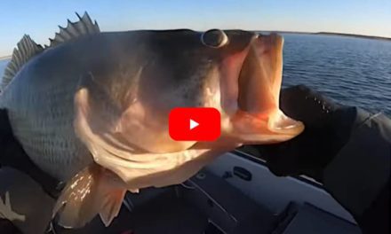 Angler Catches Lunker 14-Pound Bass in Freezing Cold Conditions