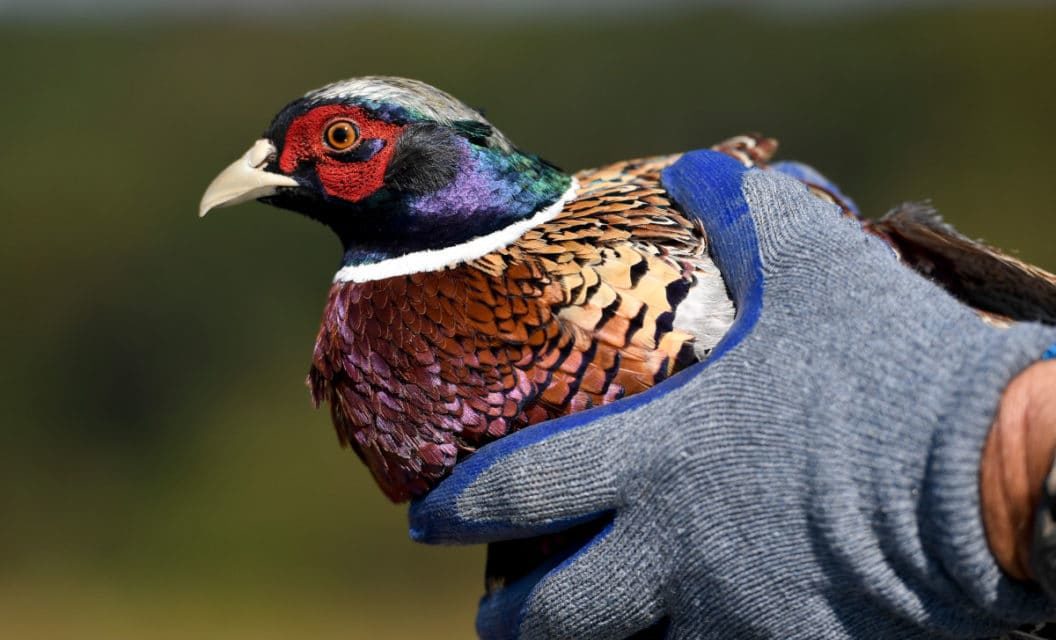 Avian Influenza Detected in Texas Pheasants for the First Time Ever