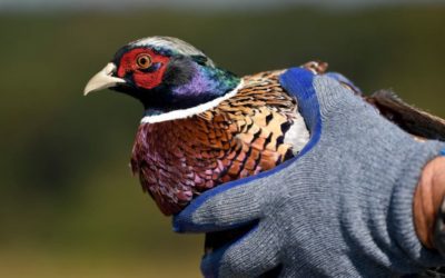 Avian Influenza Detected in Texas Pheasants for the First Time Ever