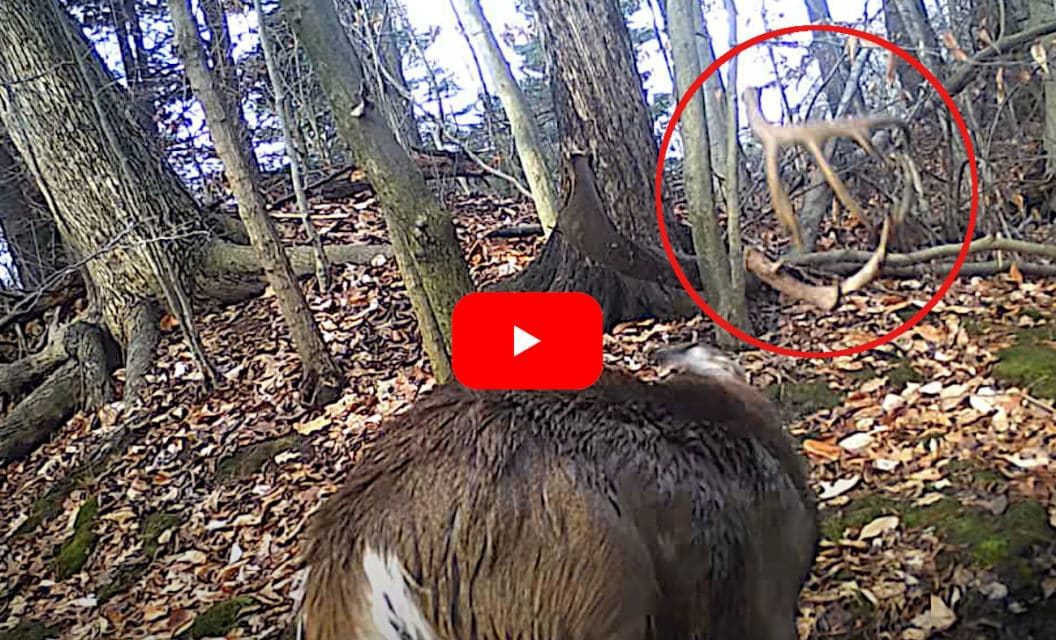 Big Buck Sheds Both Antlers Simultaneously With a Mighty Head Shake