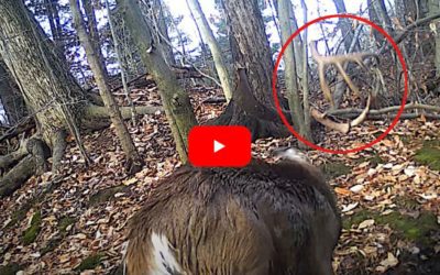 Big Buck Sheds Both Antlers Simultaneously With a Mighty Head Shake