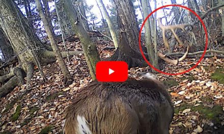 Big Buck Sheds Both Antlers Simultaneously With a Mighty Head Shake