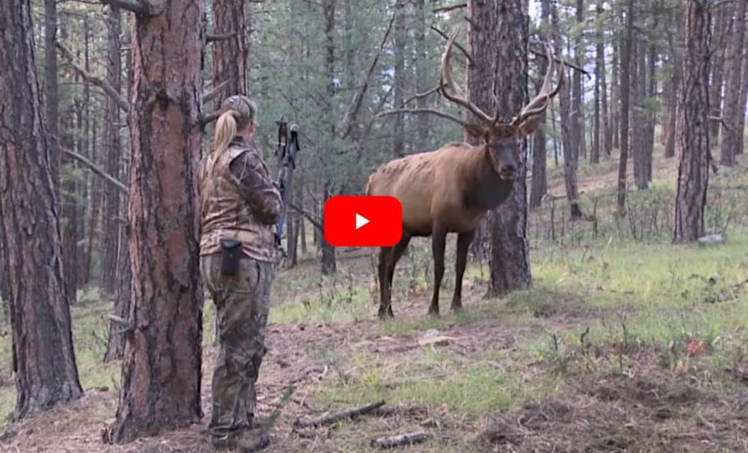 Big Bull Elk Closes Gap to Just 4 Yards From Female Bowhunter in Heart-Stopping Footage