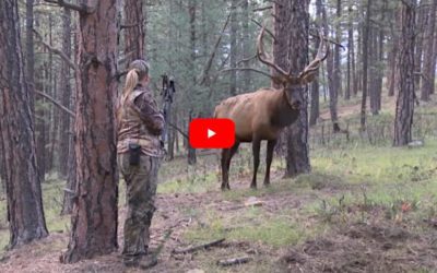 Big Bull Elk Closes Gap to Just 4 Yards From Female Bowhunter in Heart-Stopping Footage