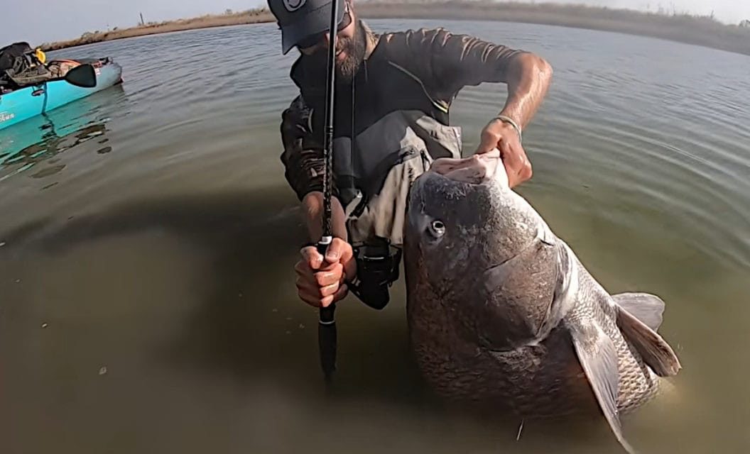 Black Drum Gives Angler a Battle to Remember in Shallow Canal