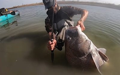Black Drum Gives Angler a Battle to Remember in Shallow Canal