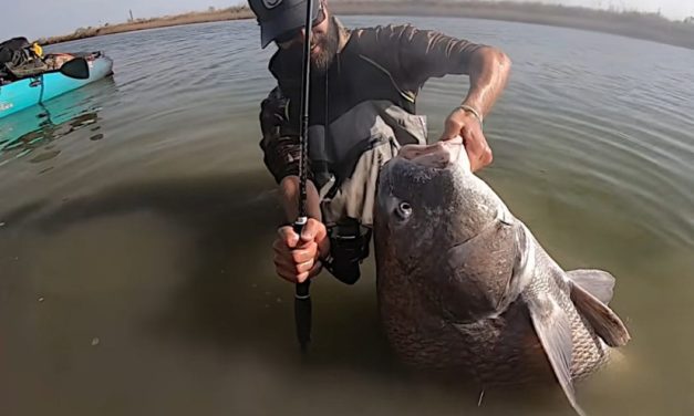 Black Drum Gives Angler a Battle to Remember in Shallow Canal