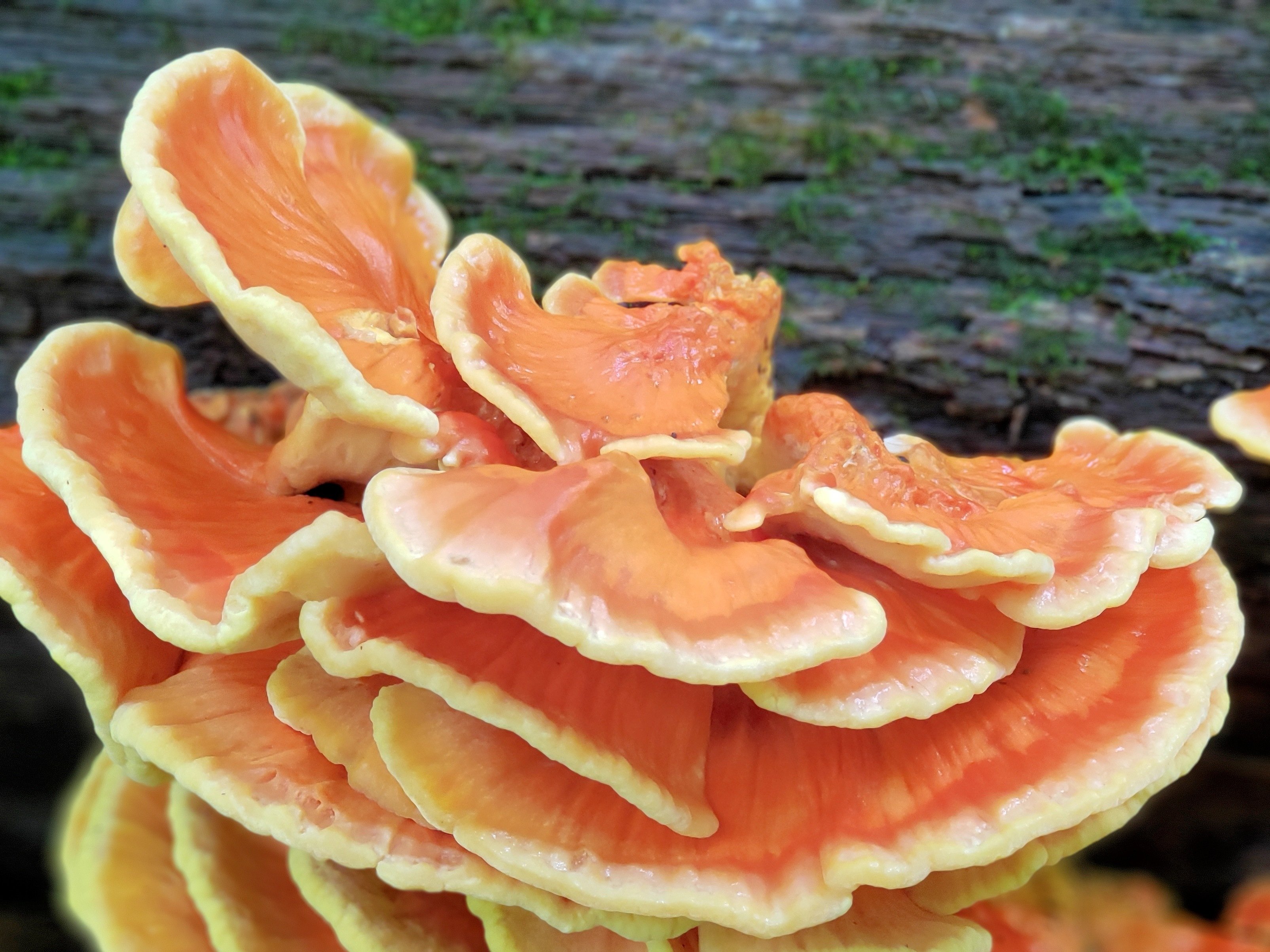 Chicken Of The Woods Wild Mushrooms Taste Just Like Chicken Outdoor Chicken Of The Woods Wild Mushrooms Taste Just Like Chicken Outdoor
