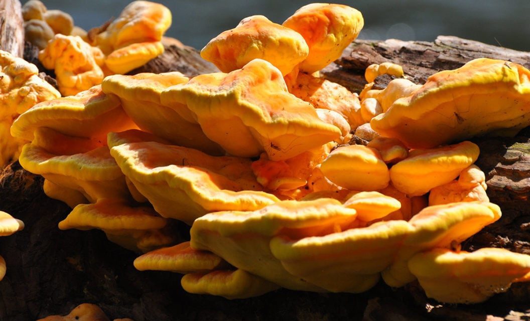 Chicken of the Woods Wild Mushrooms Taste Just Like Chicken