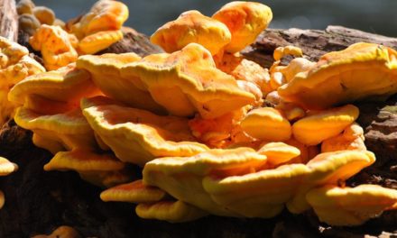 Chicken of the Woods Wild Mushrooms Taste Just Like Chicken