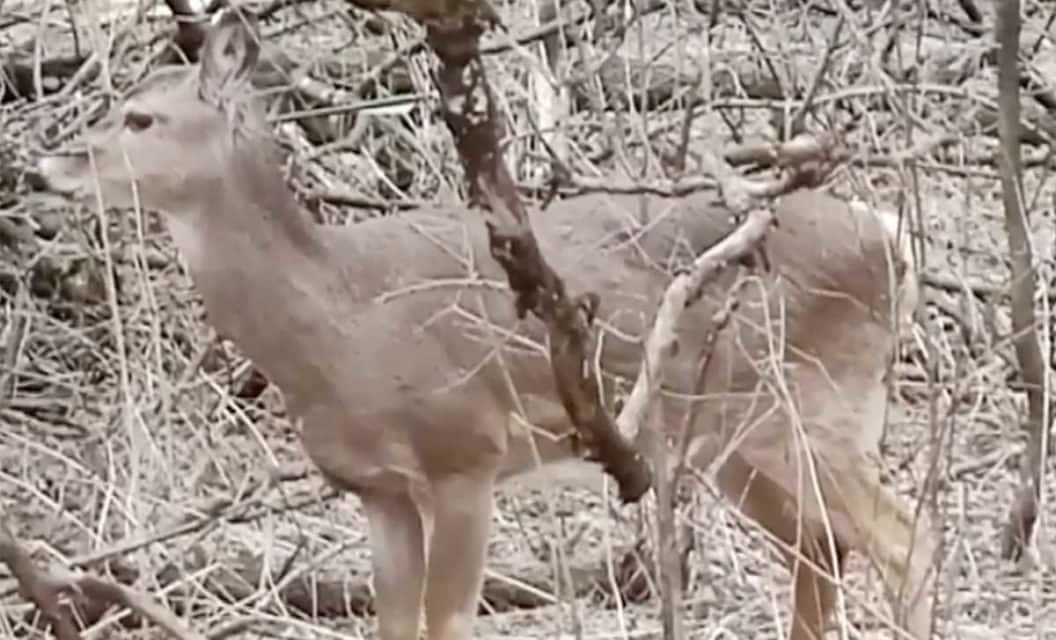 Deer With an Arrow Through Its Head is Discovered in a Wisconsin Park
