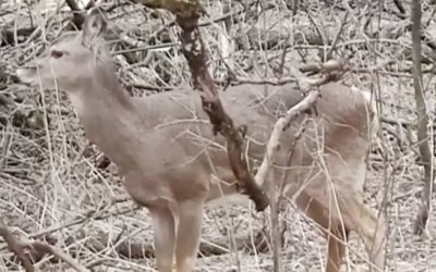 Deer With an Arrow Through Its Head is Discovered in a Wisconsin Park