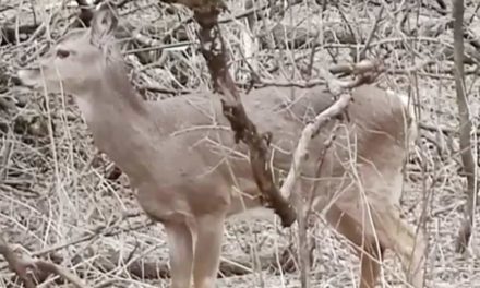 Deer With an Arrow Through Its Head is Discovered in a Wisconsin Park