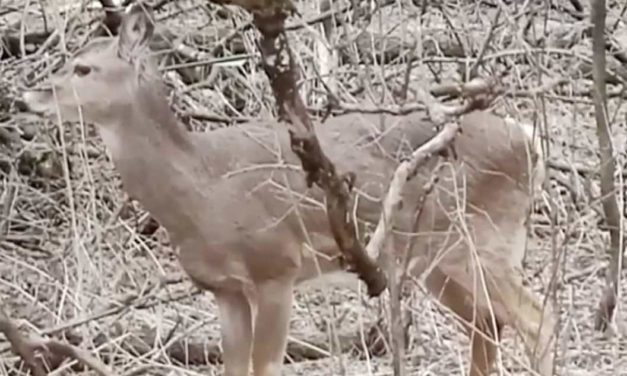 Deer With an Arrow Through Its Head is Discovered in a Wisconsin Park