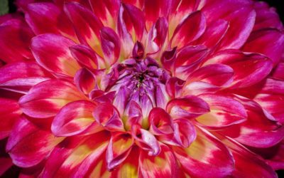 Flower Power, Part 3