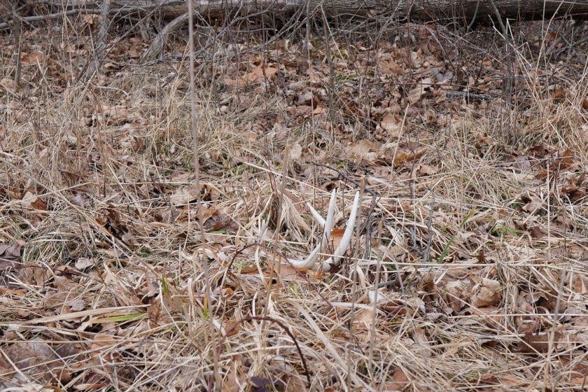A shed antler laying in the woods.