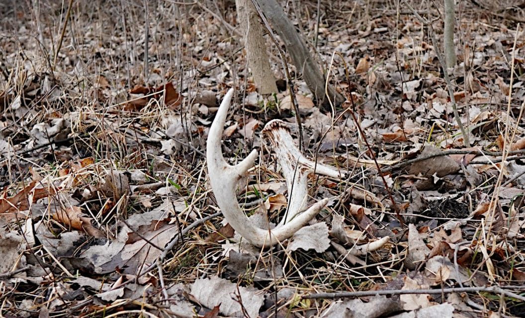How Best to Locate the Match to That Shed Antler You Just Found