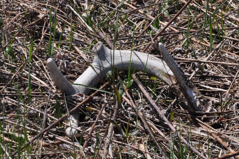 A shed antler in a field.