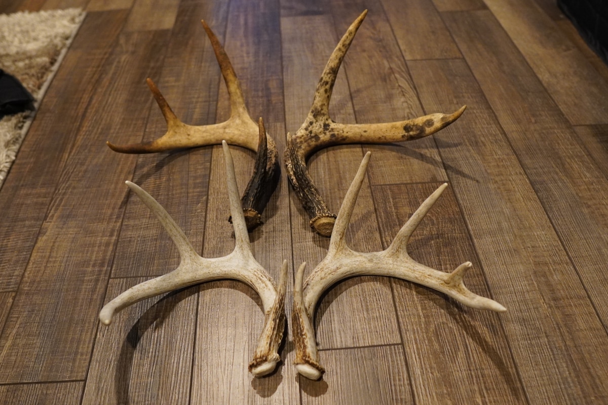 Two matched sets of whitetail deer antlers.