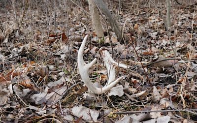 How Best to Locate the Match to That Shed Antler You Just Found