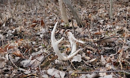 How Best to Locate the Match to That Shed Antler You Just Found