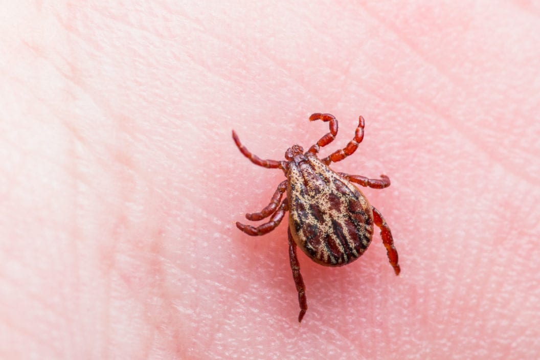 How to Kill Ticks