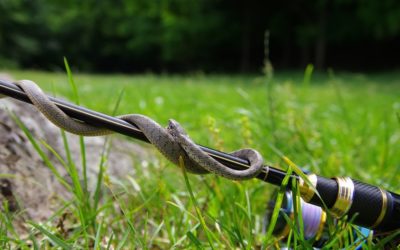 How to Safely Fish in Snake-Friendly Environments