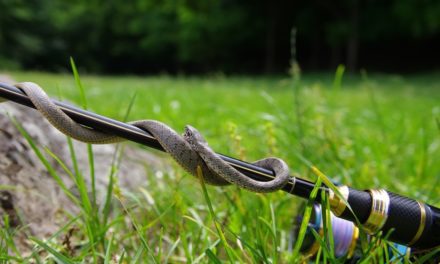 How to Safely Fish in Snake-Friendly Environments