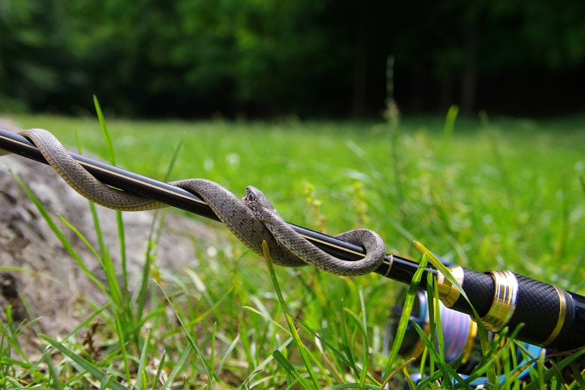 How to Safely Fish in Snake-Friendly Environments