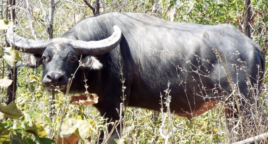 difference between cape buffalo and water buffalo 1