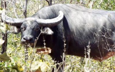 How to Tell the Difference Between Cape Buffalo and Water Buffalo