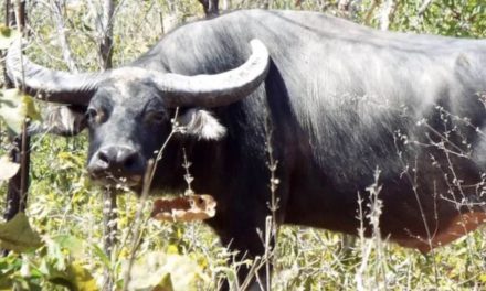 How to Tell the Difference Between Cape Buffalo and Water Buffalo