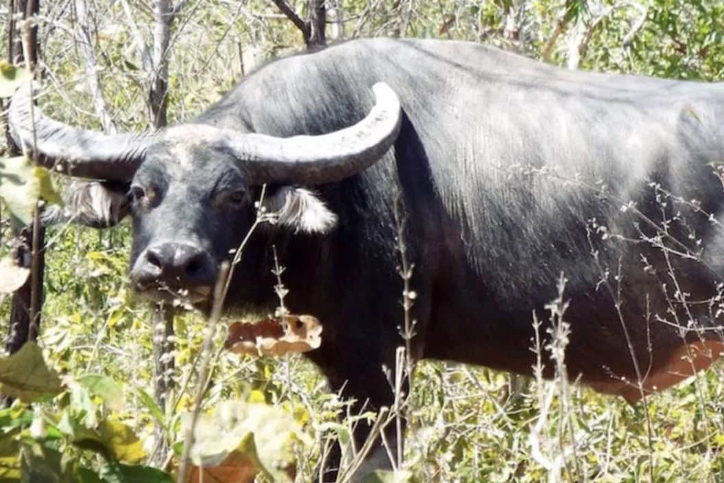 water buffalo