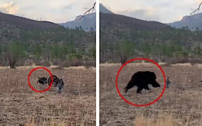 Hunter Shoots Turkey, Only to Have Bear Attack Decoys Seconds Later